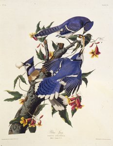 جاي بلو. من طيور أمريكا ، 1827-1838.
