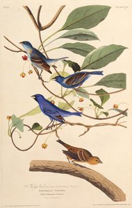 Indigobirds. من طيور أمريكا ، 1827-1838. بواسطة جون جيمس أودوبون