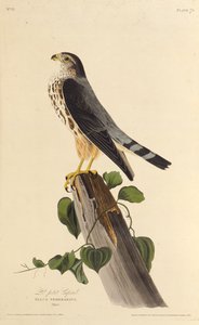 ميرلين. من طيور أمريكا ، 1827-1838. بواسطة جون جيمس أودوبون