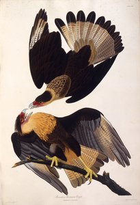 كاراكارا متوج الشمالية. من طيور أمريكا ، 1827-1838. بواسطة جون جيمس أودوبون