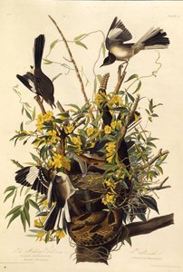 الطائر المحاكي الشمالي. من طيور أمريكا ، 1827-1838. بواسطة جون جيمس أودوبون
