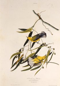هازجة تقويمية. من طيور أمريكا ، 1827-1838. بواسطة جون جيمس أودوبون
