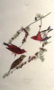 الطائر الأرجواني. من طيور أمريكا ، 1827-1838. بواسطة جون جيمس أودوبون