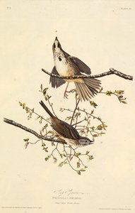 العصفور الأغنية. من طيور أمريكا ، 1827-1838. بواسطة جون جيمس أودوبون