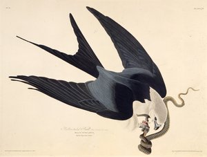 الطائرة الورقية ذات الذيل السنونو. من طيور أمريكا ، 1827-1838. بواسطة جون جيمس أودوبون