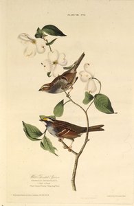 العصفور الأبيض. من طيور أمريكا ، 1827-1838. بواسطة جون جيمس أودوبون