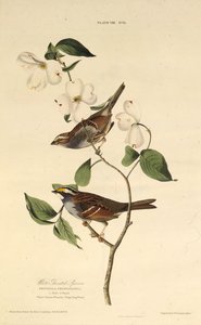 العصفور الأبيض. من طيور أمريكا ، 1827-1838. بواسطة جون جيمس أودوبون