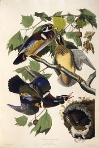 بطة الخشب. من طيور أمريكا ، 1827-1838. بواسطة جون جيمس أودوبون