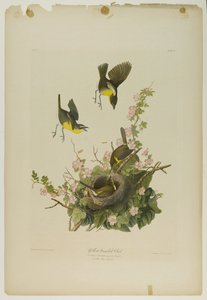 دردشة ذات صفراء ، طبعها جوليان بيان ونشرتها Roe Lockwood & Son ، 1861 (الطباعة الحجرية الملونة) بواسطة جون جيمس أودوبون