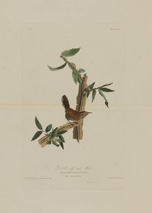 طائر بيوك طويل الذيل ، من طيور أمريكا ، نقشه روبرت هافيل (1793-1878)
