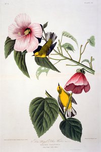هازجة صفراء مجنحة زرقاء ، من طيور أمريكا ، نقشها روبرت هافيل (1793-1878)