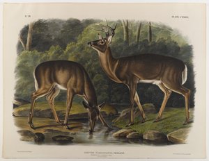 عام أو فرجينيا دير ، نقش عليه جون ت. بوين (1801-ج 1856) 1848