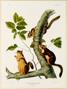 دوغلاس سنجاب ، من الورقة The Viviparous Quadrupeds of North America ، نُشر عام 1845 ، 1844 (انظر 129902 للأصل)