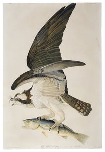 فيش هوك أو اوسبري ، طباعة حجرية بقلم جوليوس بين (1826-1909) ، 1860