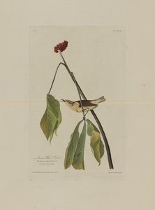 دحرجة لويزيانا المائية ، من طيور أمريكا ، نقشها روبرت هافيل (1793-1878)