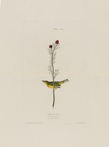 Selbys Fly Catcher ، من طيور أمريكا ، نقشها روبرت هافيل (1793-1878)