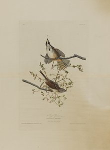 سونغ سبارو ، من طيور أمريكا ، نقشها روبرت هافيل (1793-1878)