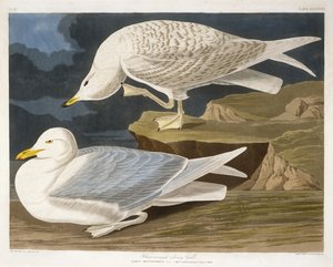 النحلة الفضية المجنحة البيضاء ، نقشها روبرت هافيل جونيور (1793-1878) ، 1835 (نقش يدوي)