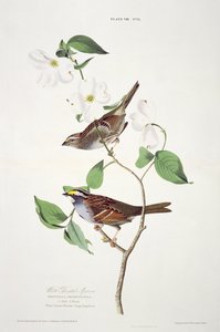 عصفور أبيض ، من الطيور الأمريكية ، نقشه روبرت هافيل (1793-1878)