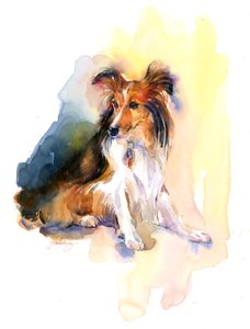 صورة Sheltie ، 2015 ، (ألوان مائية)