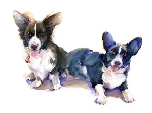Two Corgis، 2015، (ألوان مائية)