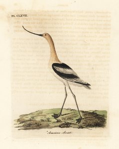 الأفوسيت الأمريكية ، Recurvirostra americana. لوح نحاسي ملون يدويًا رسمه ونقشه جون لاثام من كتابه A General History of Birds ، وينشستر بواسطة جون لاثام