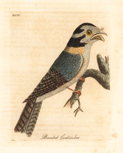 البومة الأسترالية ، Aegotheles cristatus أو الضفدع الأسمر ، Podargus strigoides؟ (الماعز المخطط ، Caprimulgus vittatus.) لوح نحاسي ملون يدويًا رسمه ونقشه جون لاثام من كتابه تاريخ الطيور العام ، وينشستر بواسطة جون لاثام
