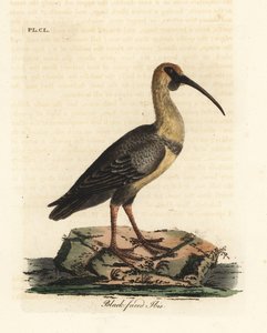 أبو منجل أسود الوجه ، Theristicus melanopis (Tantalus melanops). لوح نحاسي ملون يدويًا رسمه ونقشه جون لاثام من كتابه A General History of Birds ، وينشستر بواسطة جون لاثام