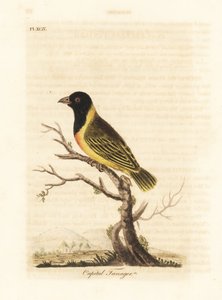 الحائك ذو الرأس الأسود ذو الياقة الصفراء ، Ploceus melanocephalus capitalis (رأس المال tanager ، Tanagra capitalis). لوح نحاسي ملون يدويًا رسمه ونقشه جون لاثام من كتابه A General History of Birds ، وينشستر بواسطة جون لاثام