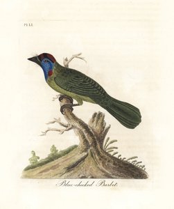 أزرق الحلق أو جبل باربي ، Psilopogon asiaticus. (لحية زرقاء الخد ، Trogon asiaticus). لوح نحاسي ملون يدويًا رسمه ونقشه جون لاثام من كتابه A General History of Birds ، وينشستر بواسطة جون لاثام