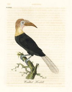 Blythh's أو Papuan Hornbill ، Rhyticeros plicatus (نبات البوقير المكلل ، Buceros plicatus). لوح نحاسي ملون يدويًا رسمه ونقشه جون لاثام من كتابه A General History of Birds ، وينشستر بواسطة جون لاثام