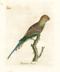 الببغاء ، Melopsittacus undulatus (الببغاء المتموج ، Psittacus undulatus). لوح نحاسي ملون يدويًا رسمه ونقشه جون لاثام من كتابه A General History of Birds ، وينشستر بواسطة جون لاثام