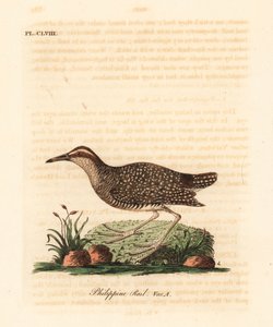 السكك الحديدية ذات النطاقات العازلة ، Gallirallus philippensis (السكك الحديدية الفلبينية ، Rallus philippensis). لوح نحاسي ملون يدويًا رسمه ونقشه جون لاثام من كتابه A General History of Birds ، وينشستر بواسطة جون لاثام
