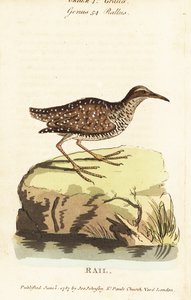 السكك الحديدية ذات النطاقات العازلة ، Gallirallus philippensis بواسطة جون لاثام