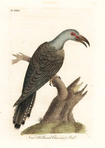 الوقواق ذو المنقار القناة ، Scythrops novaehollandiae (فاتورة القناة الأسترالية ، Psittaceous hornbill). لوح نحاسي ملون يدويًا رسمه ونقشه جون لاثام من كتابه A General History of Birds ، وينشستر بواسطة جون لاثام