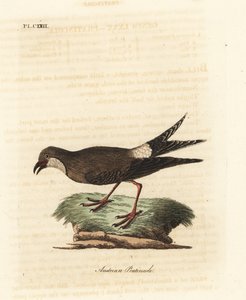 مطوق براتينكول ، Glareola pratincola (براتينكول نمساوي ، Glareola austriaea). لوح نحاسي ملون يدويًا رسمه ونقشه جون لاثام من كتابه A General History of Birds ، وينشستر بواسطة جون لاثام