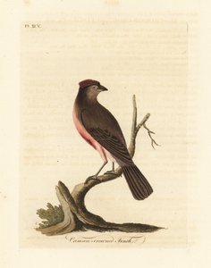 الأحمر الشائع ، Carduelis flammea (القرمزي المتوج ، Fringilla flammea). لوح نحاسي ملون يدويًا رسمه ونقشه جون لاثام من كتابه A General History of Birds ، وينشستر بواسطة جون لاثام