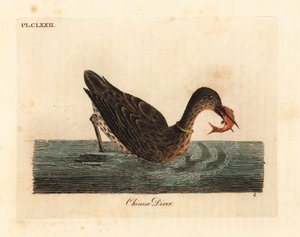 يستخدم الغاق لصيد الأسماك في آسيا ، وربما يكون طائر الغاق العظيم ، Phalacrocorax carbo ، أو الغاق الياباني ، Phalacrocorax capillatus. (غطاس صيني ، Colymbus sinensis.) لوح نحاسي ملون يدويًا رسمه ونقشه جون لاثام من كتابه التاريخي العام بواسطة جون لاثام