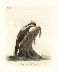نقار الخشب القرمزي المتوج ، Campephilus melanoleucos (نقار الخشب المتوج ، Picus melanoleucus). بناء على جلد في متحف ليفريان. لوح نحاسي ملون يدويًا رسمه ونقشه جون لاثام من كتابه A General History of Birds ، وينشستر بواسطة جون لاثام
