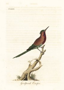 طائر الشمس القرمزي ، Aethopyga siparaja seheriae (Goulpourah creeper). لوح نحاسي ملون يدويًا رسمه ونقشه جون لاثام من كتابه A General History of Birds ، وينشستر بواسطة جون لاثام