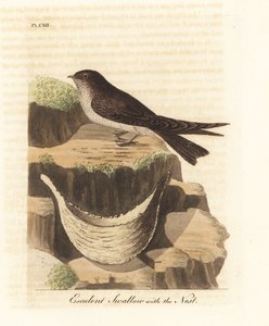 عش الصالح للأكل ، Aerodramus fuciphagus ، وعش اللعاب ، المستخدمة في حساء عش الطيور. (Esculent swallow ، Hirundo esculenta.) لوح نحاسي ملون يدويًا رسمه ونقشه جون لاثام من كتابه A General History of Birds ، وينشستر بواسطة جون لاثام