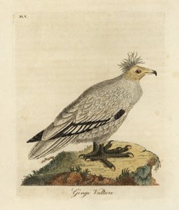 النسر المصري Neophron percnopterus ginginianus 1824 (نقش) بواسطة جون لاثام