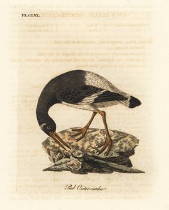 محار القدم الأوراسي أو Haematopus ostralegus. لوح نحاسي ملون يدويًا رسمه ونقشه جون لاثام من كتابه A General History of Birds ، وينشستر بواسطة جون لاثام