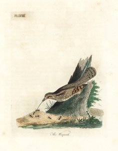 wryneck الأوراسي ، Jynx torquilla (Junx torquilla). لوح نحاسي ملون يدويًا رسمه ونقشه جون لاثام من كتابه A General History of Birds ، وينشستر بواسطة جون لاثام