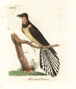 الوقواق ذو الذيل المروحي ، Cacomantis flabelliformis. لوح نحاسي ملون يدويًا رسمه ونقشه جون لاثام من كتابه A General History of Birds ، وينشستر بواسطة جون لاثام