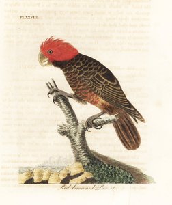 كوكاتو عصابة ، Callocephalon fimbriatum (ببغاء أحمر التاج ، Psittacus galeatus). لوح نحاسي ملون يدويًا رسمه ونقشه جون لاثام من كتابه A General History of Birds ، وينشستر بواسطة جون لاثام