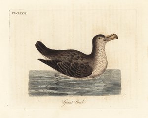 طائر النوء العملاق ، Macronectes giganteus (مثل Precellaria gigantea ، خطأ لـ Procellaria gigantea). لوح نحاسي ملون يدويًا رسمه ونقشه جون لاثام من كتابه A General History of Birds ، وينشستر بواسطة جون لاثام