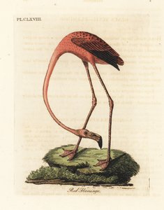 فلامنغو أكبر ، أو طائر الفينيكوبتروس روز ، أو طائر النحام الأمريكي ، Phoenicopterus ruber (النحام الأحمر ، Phaenicopterus ruber). لوح نحاسي ملون يدويًا رسمه ونقشه جون لاثام من كتابه A General History of Birds ، وينشستر بواسطة جون لاثام