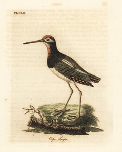 أكبر قنص الطلاء ، Rostratula benghalensis (Cape snipe ، Scolopax capensis). لوح نحاسي ملون يدويًا رسمه ونقشه جون لاثام من كتابه A General History of Birds ، وينشستر بواسطة جون لاثام