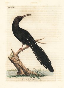هدهد الخشب الأخضر ، Phoeniculus purpureus (بروميروب أحمر ، Upupa erythrorynchos). لوح نحاسي ملون يدويًا رسمه ونقشه جون لاثام من كتابه A General History of Birds ، وينشستر بواسطة جون لاثام
